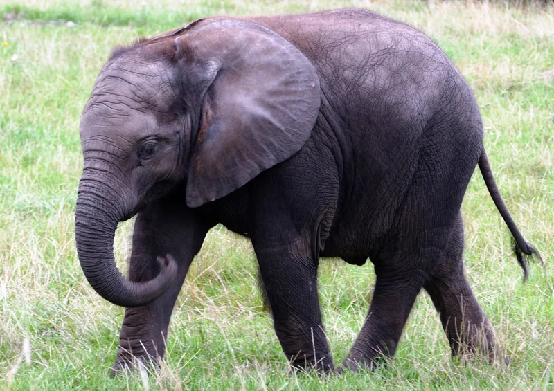 76651 Tierwelt - Elefant Puzzle