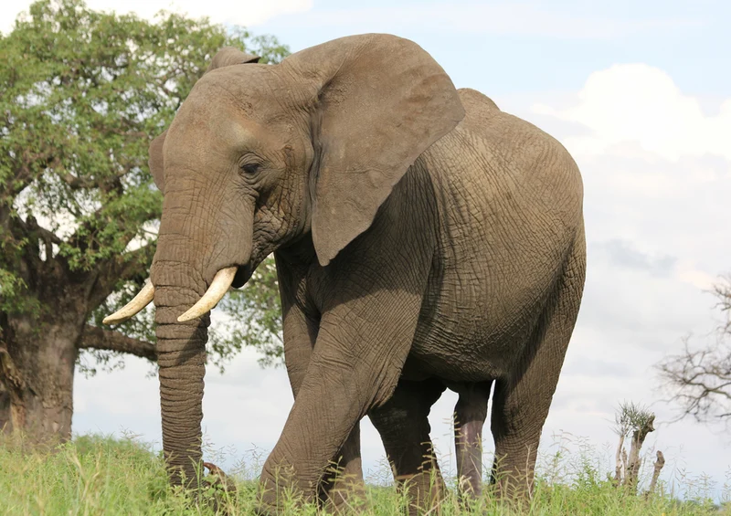 76655 Tierwelt - Elefant Puzzle