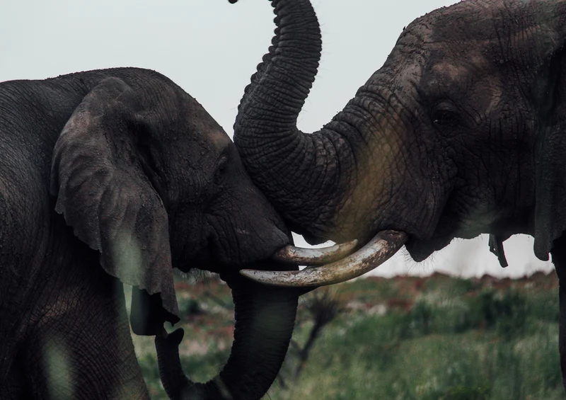 76671 Tierwelt - Elefanten Puzzle