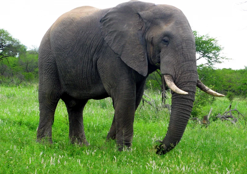 87148 Tierwelt - Elefant Puzzle