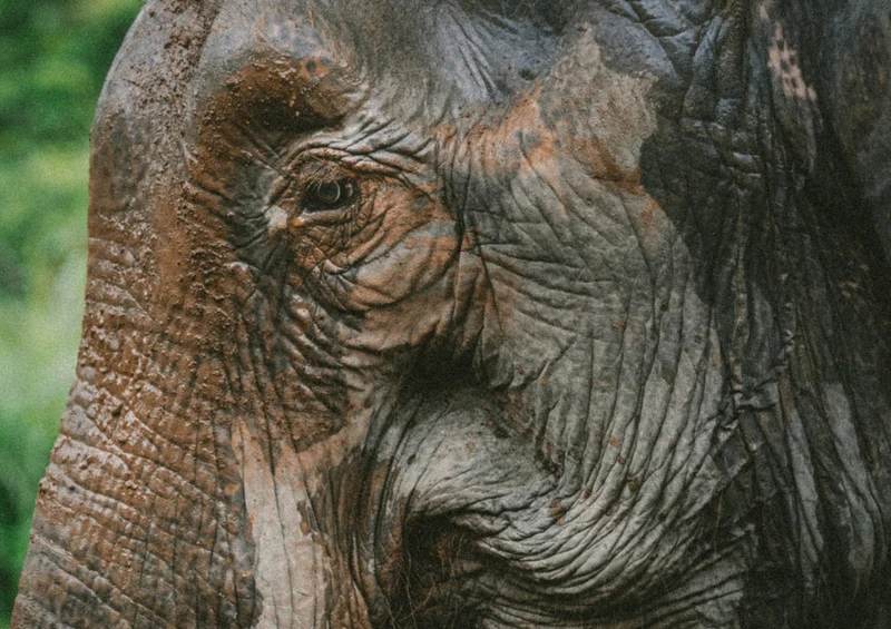 87172 Tierwelt - Elefant Puzzle