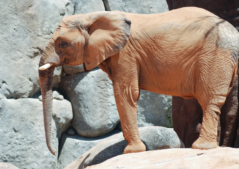 85912 Tierwelt - Elefant Puzzle