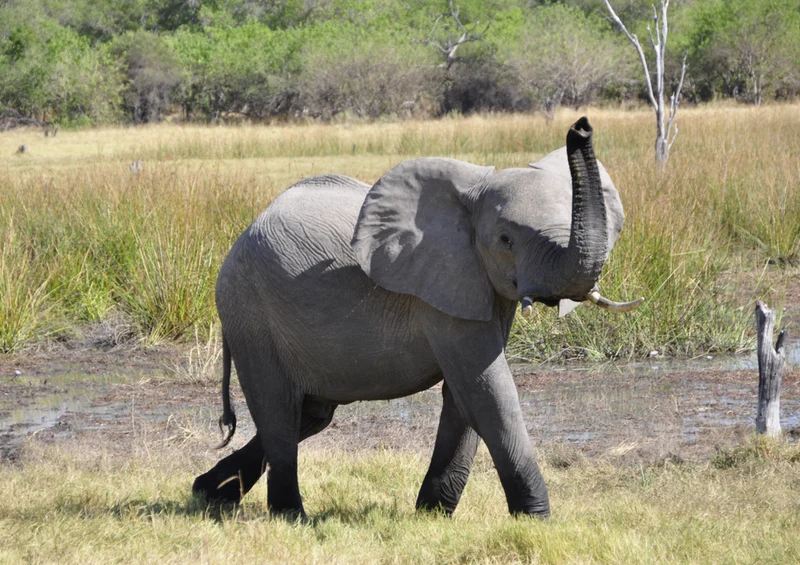 86885 Tierwelt - Elefant Puzzle