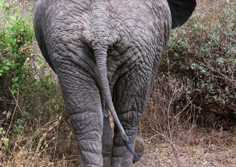 86889 Tierwelt - Elefant Puzzle