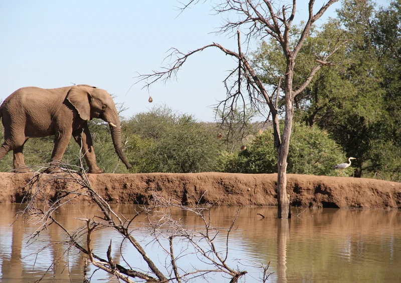 86907 Tierwelt - Elefant Puzzle