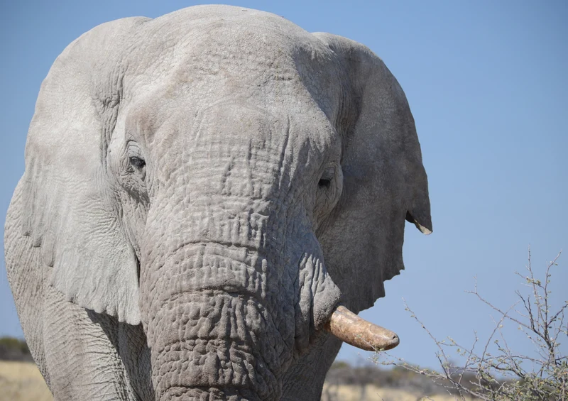 85920 Tierwelt - Elefant Puzzle