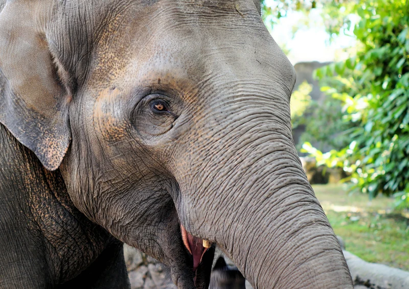 85924 Tierwelt - Elefant Puzzle