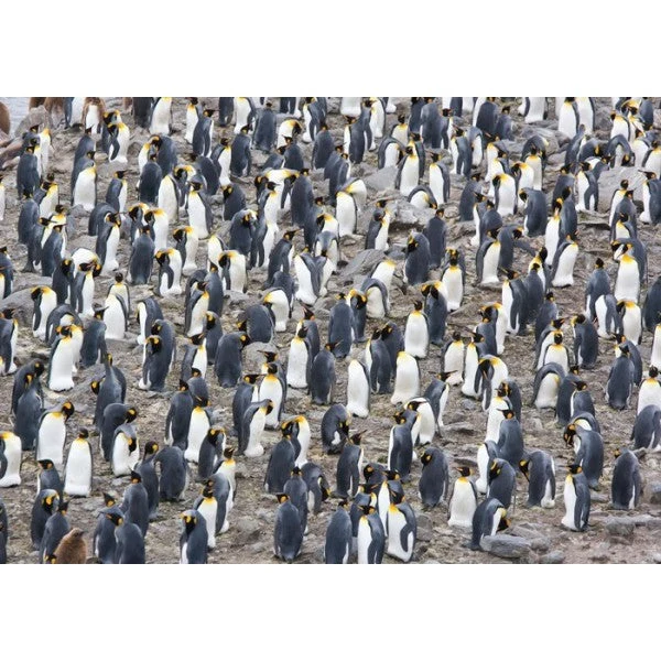PFG King Penguin Colony (1500pcs) (Usage/Used - PUZZLES FOR GOOD)