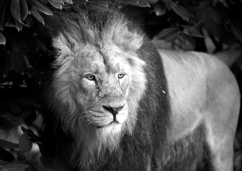 79572 Tierwelt - Der König der Tiere Puzzle