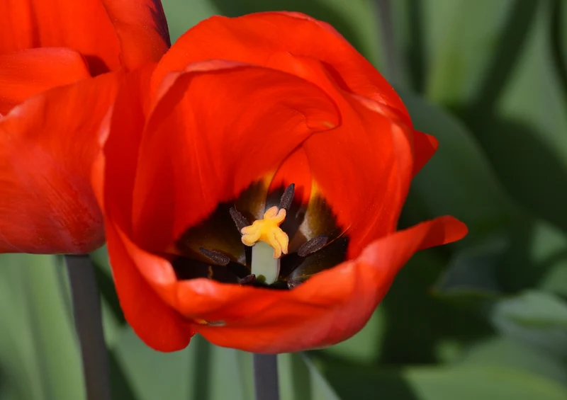 82315 Natur - Tulpen Puzzle