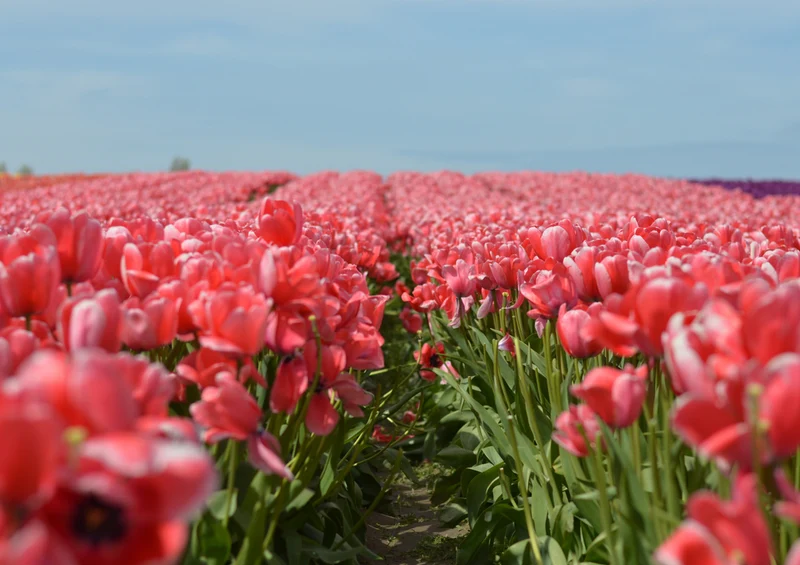 82368 Natur - Tulpen Puzzle
