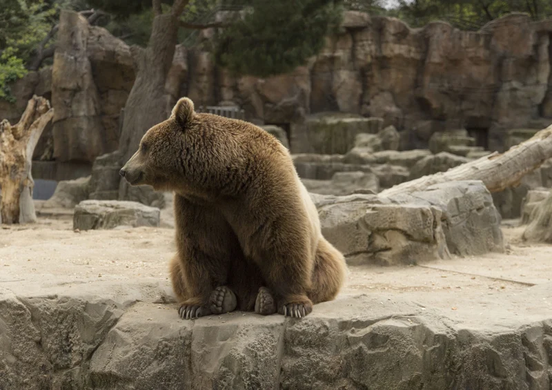 71879 Tierwelt - Bär Puzzle