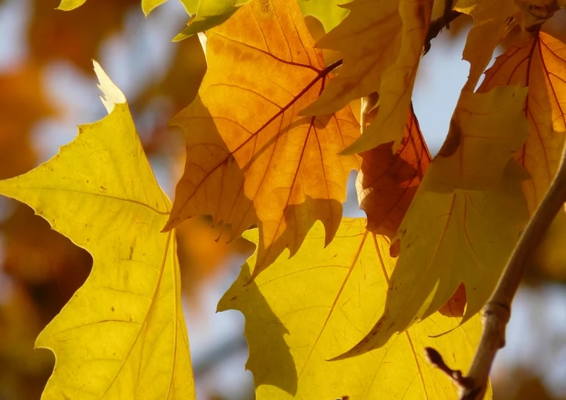 55369 Natur - Herbst Puzzle