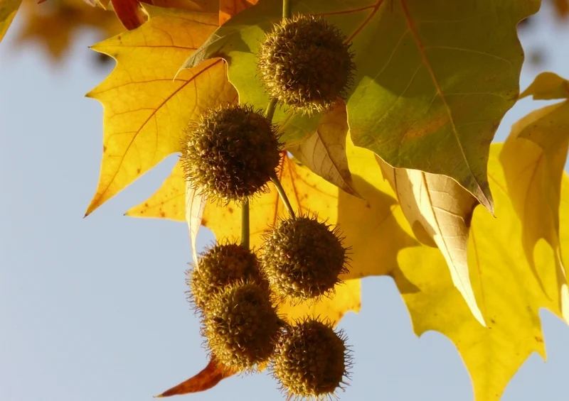 55354 Natur - Herbst Puzzle