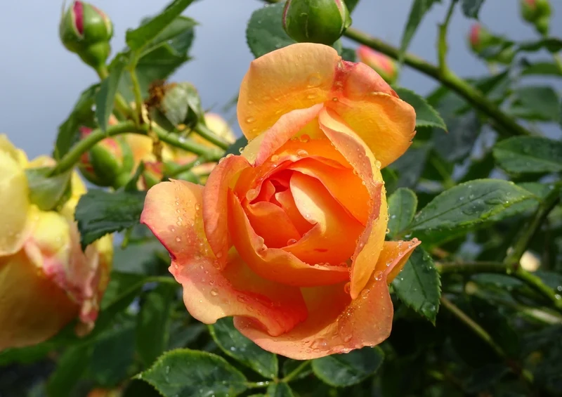 54988 Hintergründe - Rose Puzzle