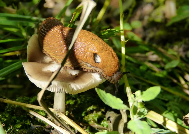 39231 Natur - Pilz Puzzle
