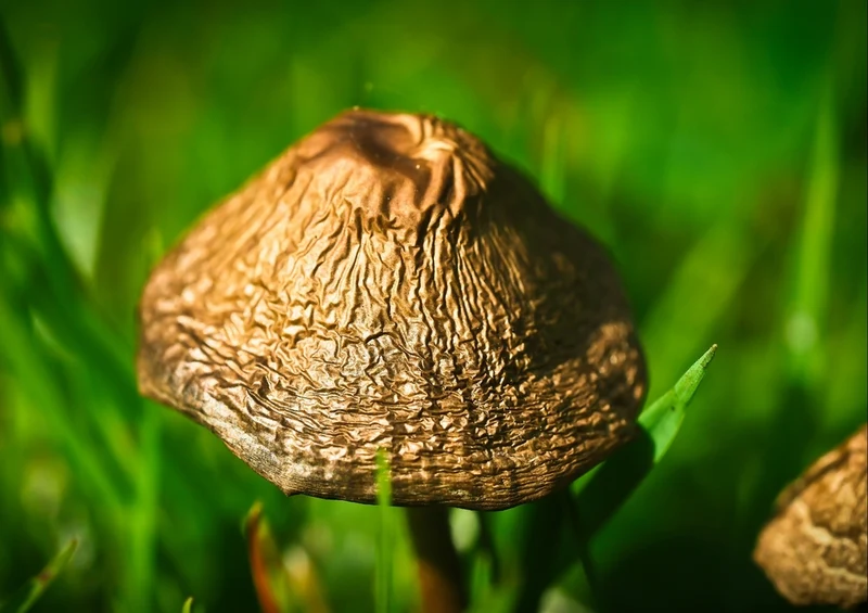 39235 Natur - Pilz Puzzle