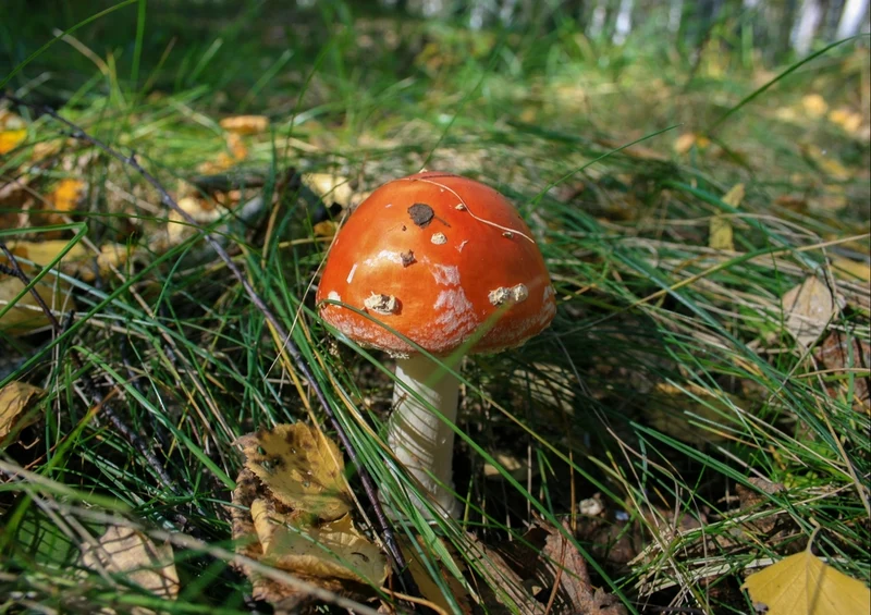 39239 Natur - Pilz Puzzle