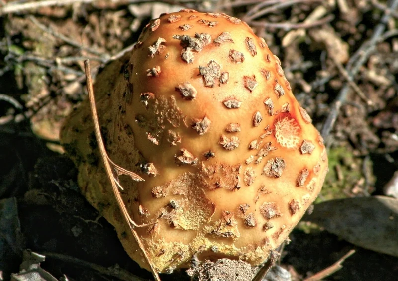 39242 Natur - Pilz Puzzle