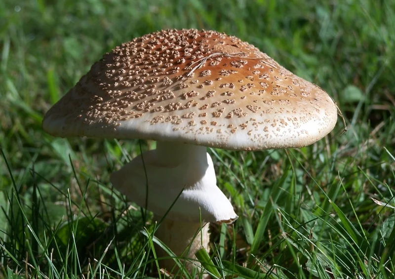 39243 Natur - Pilz Puzzle