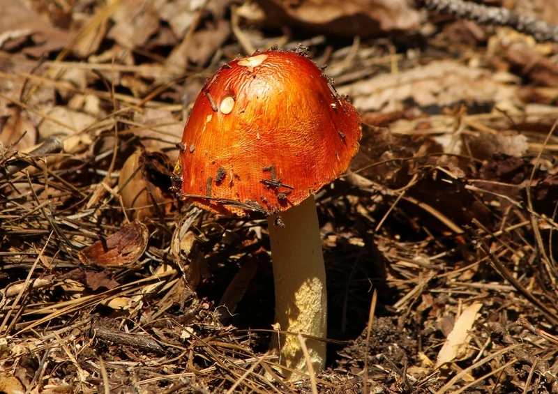 39244 Natur - Pilz Puzzle