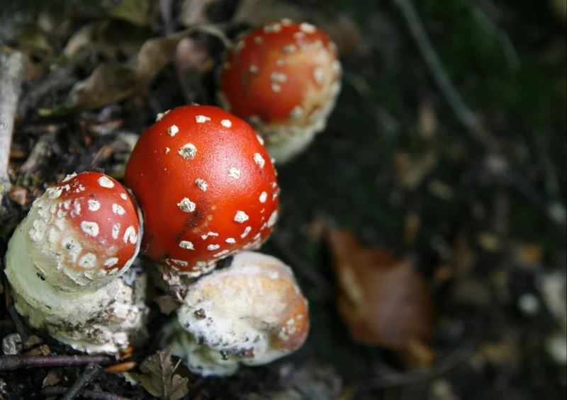 39247 Natur - Fliegen-Pilz Puzzle