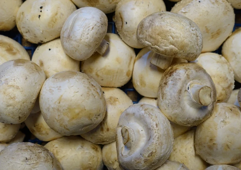 39251 Ernährung - Champignons Puzzle