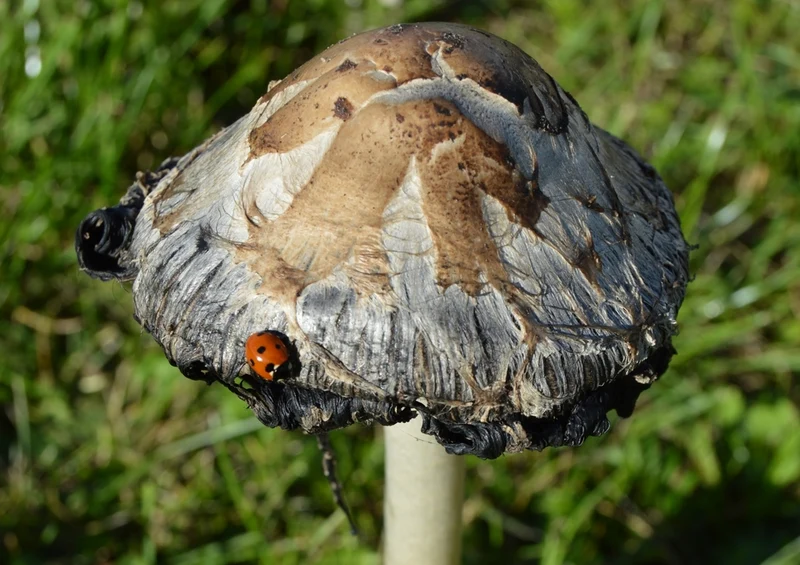 40895 Tierwelt - Marienkäfer Puzzle