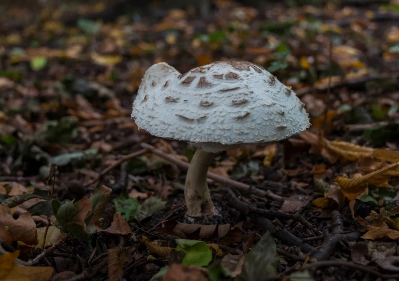 39969 Ernährung - Pilz Puzzle