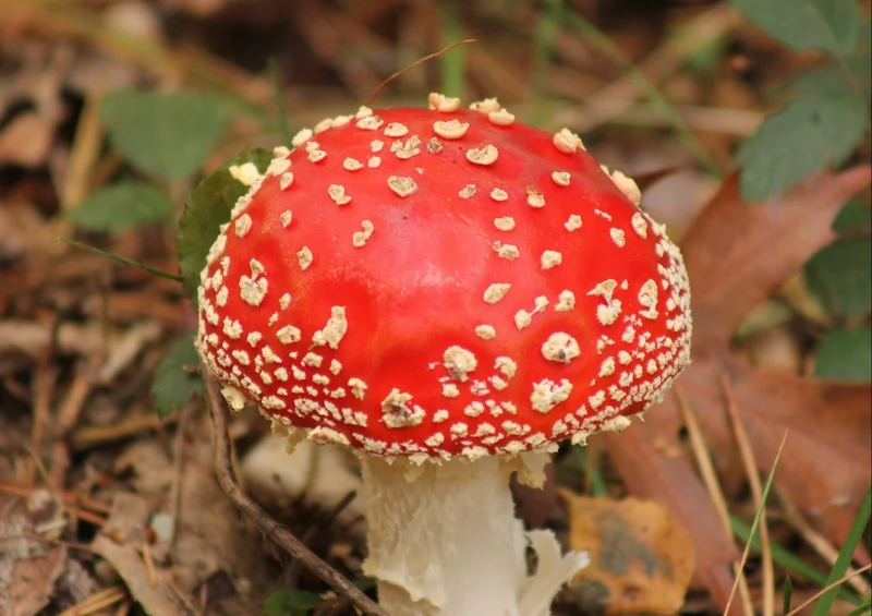 39974 Ernährung - Pilze Puzzle