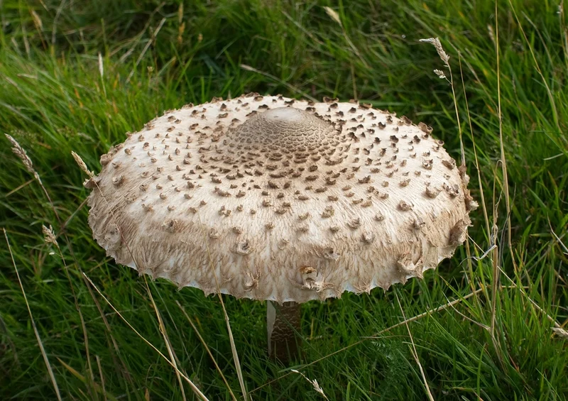 39986 Ernährung - Pilz Puzzle