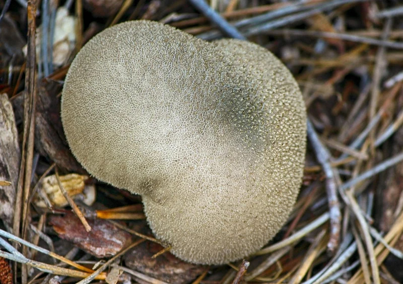 40706 Ernährung - Pilz Puzzle