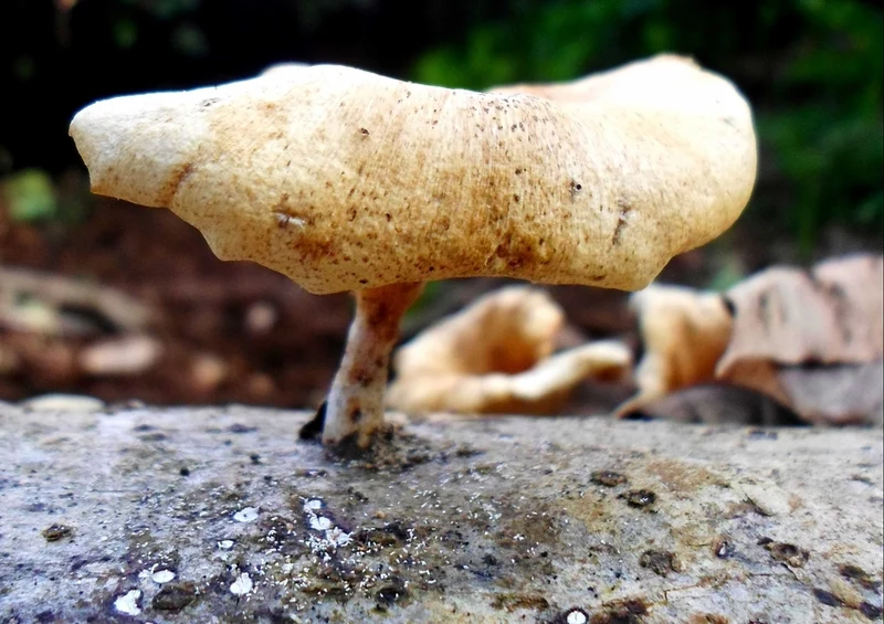40721 Ernährung - Pilz Puzzle