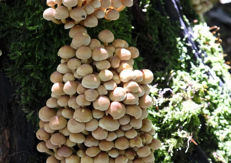 40736 Ernährung - Pilze Puzzle