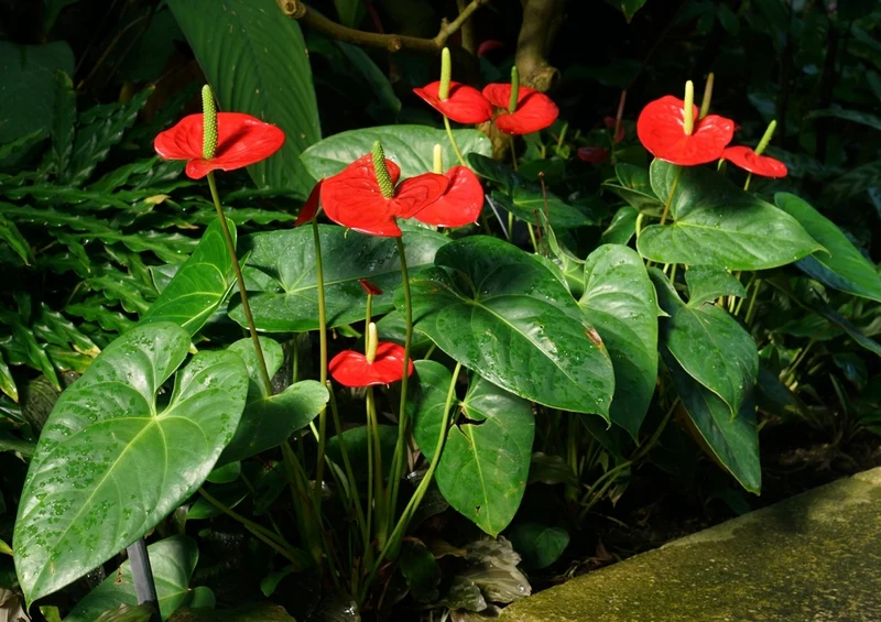 53702 Natur - Anthurium Puzzle