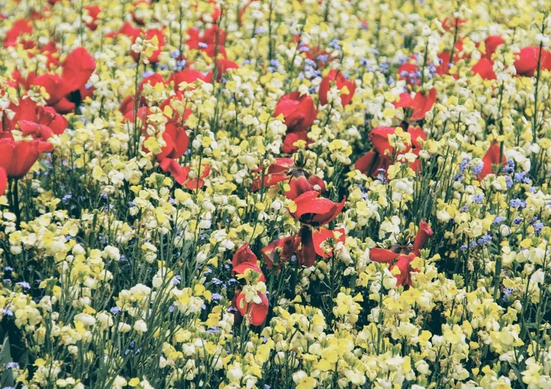 53180 Natur - Blumenwiese Puzzle