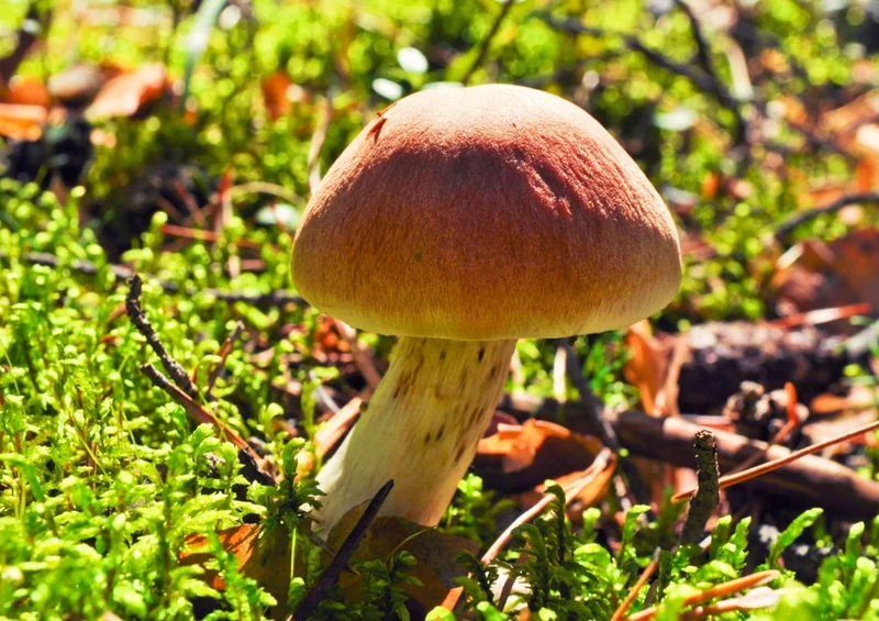 39260 Natur - Pilz Puzzle