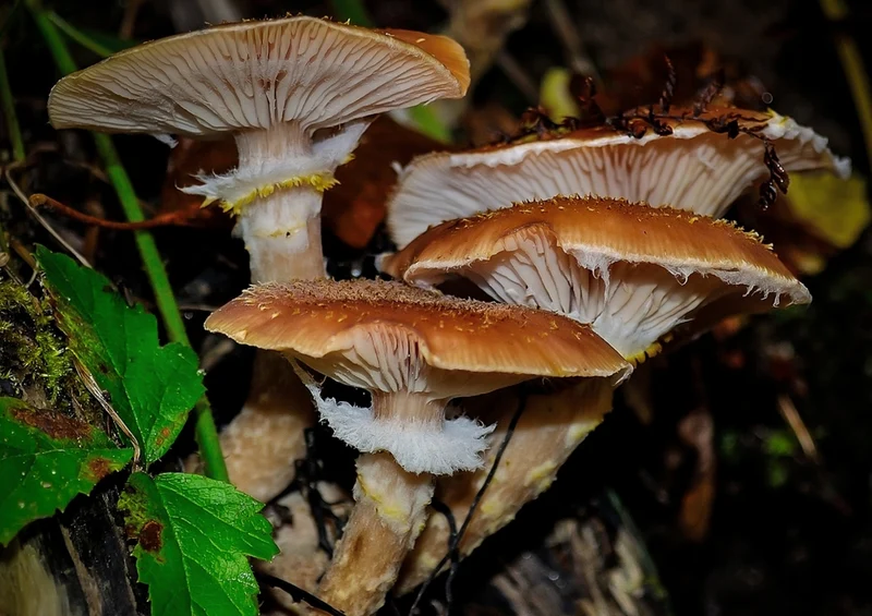 39261 Natur - Pilz Puzzle