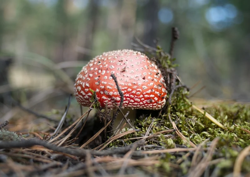 39262 Natur - Fliegen-Pilz Puzzle