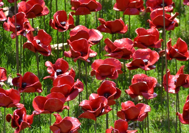 55054 Hintergründe - Mohnblumen Puzzle