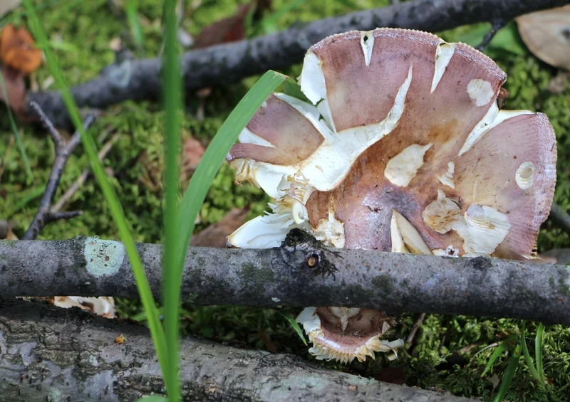 40744 Ernährung - Pilz Puzzle