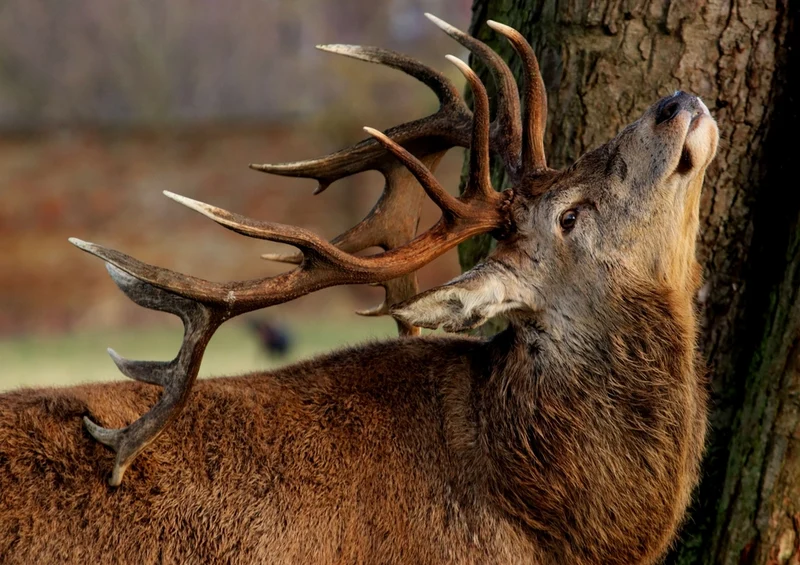 46410 Tierwelt - Hirsch Puzzle