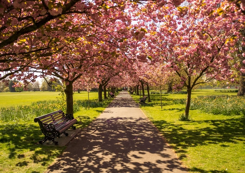52650 Natur - Bäume Puzzle