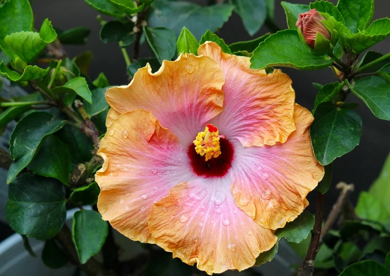 39536 Natur - Hibiskus Puzzle