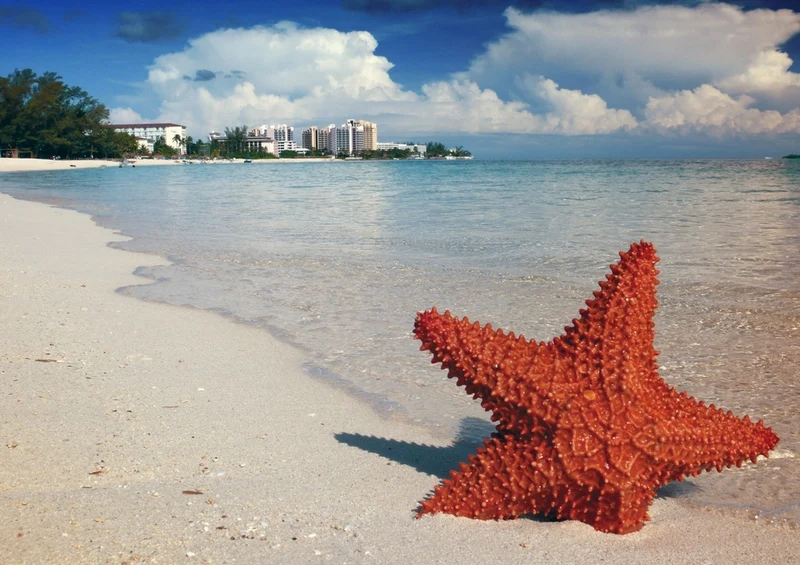 39547 Reisen - Bahamas Puzzle