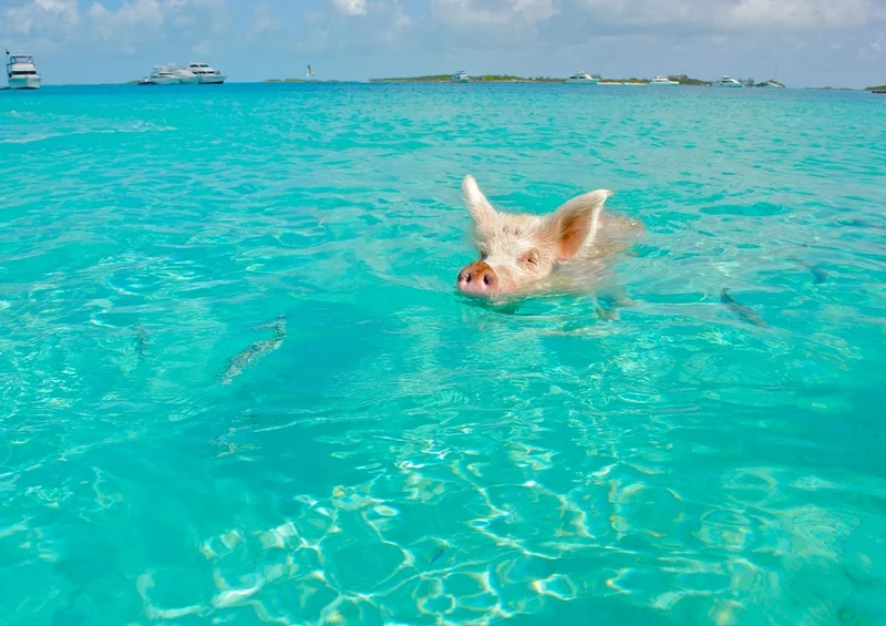 39554 Reisen - Schwimmende Schweine Puzzle