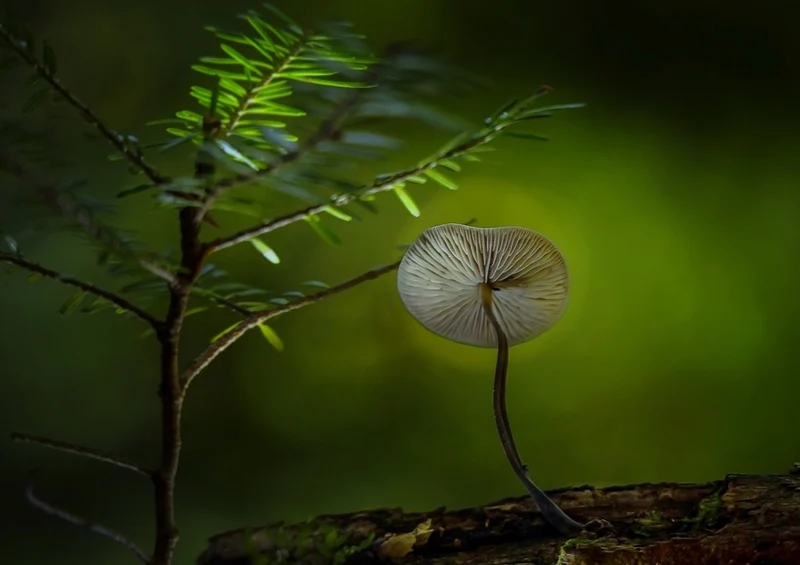 39619 Ernährung - Pilze Puzzle
