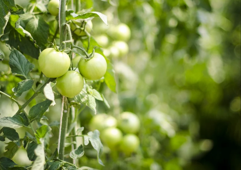 42530 Gesundheit - Tomaten Puzzle