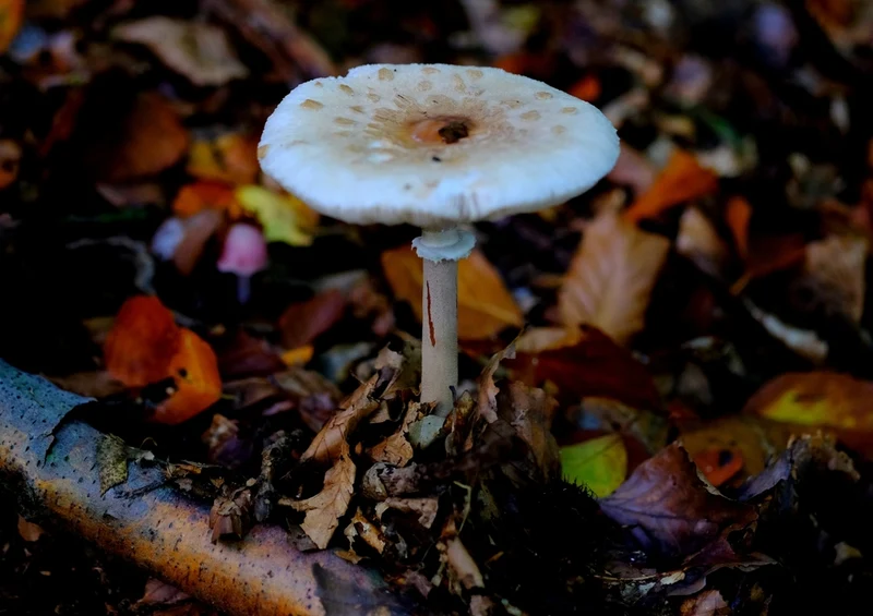 40754 Ernährung - Pilz Puzzle