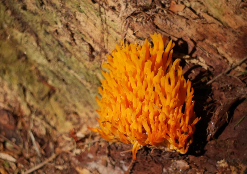 40761 Natur - Baum Puzzle